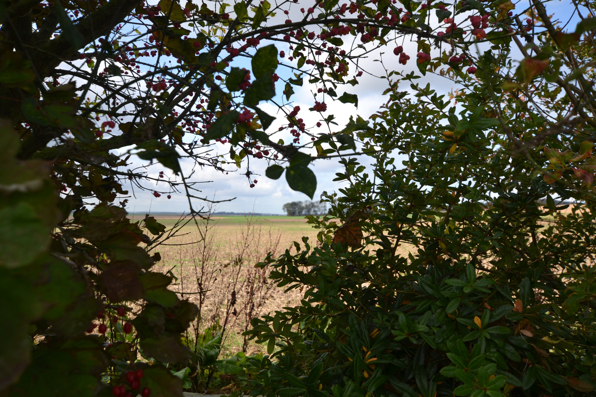 Image_, Maison, Hautot-sur-Mer, ref :1343KD