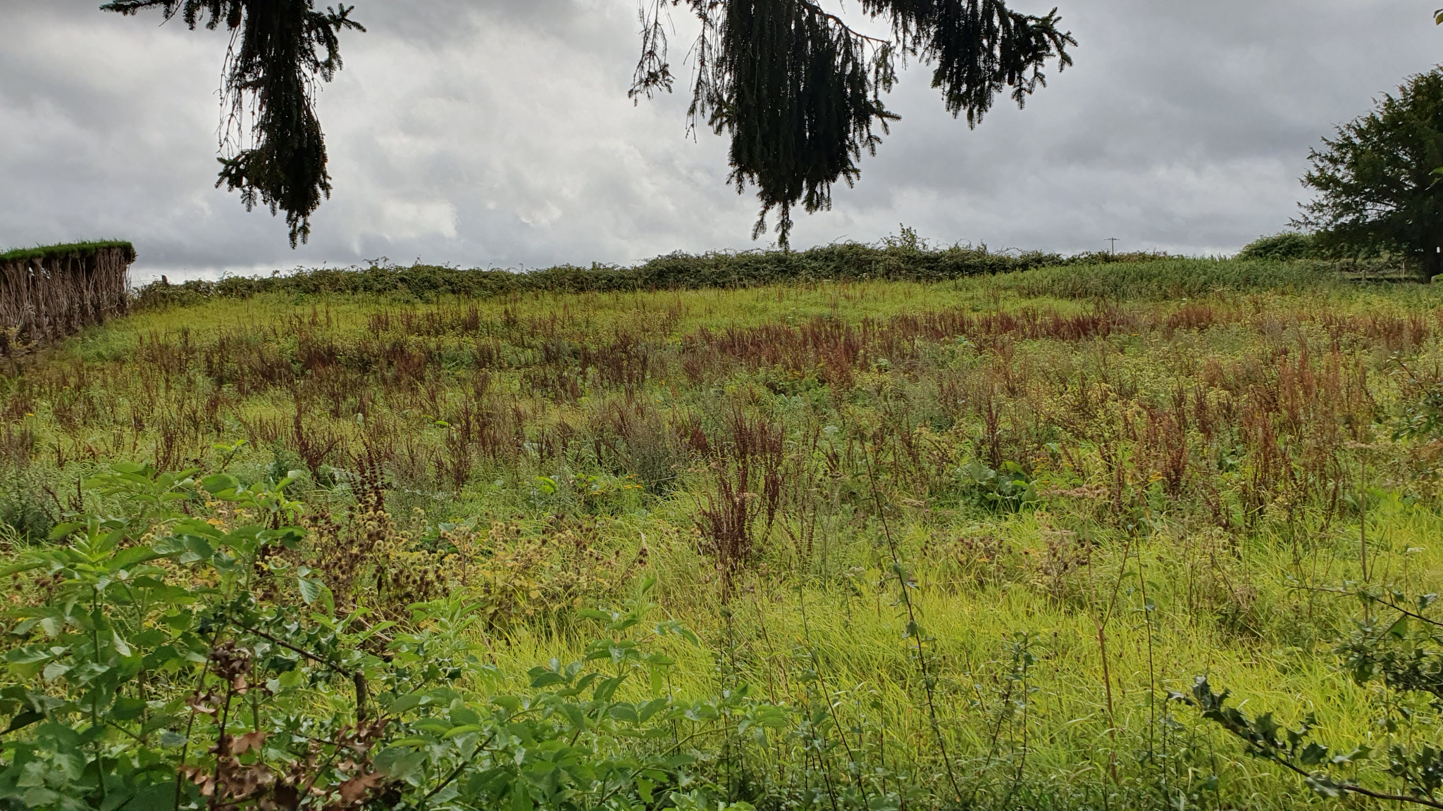 Image_, Terrain, Vieux-Manoir, ref :1336/SR