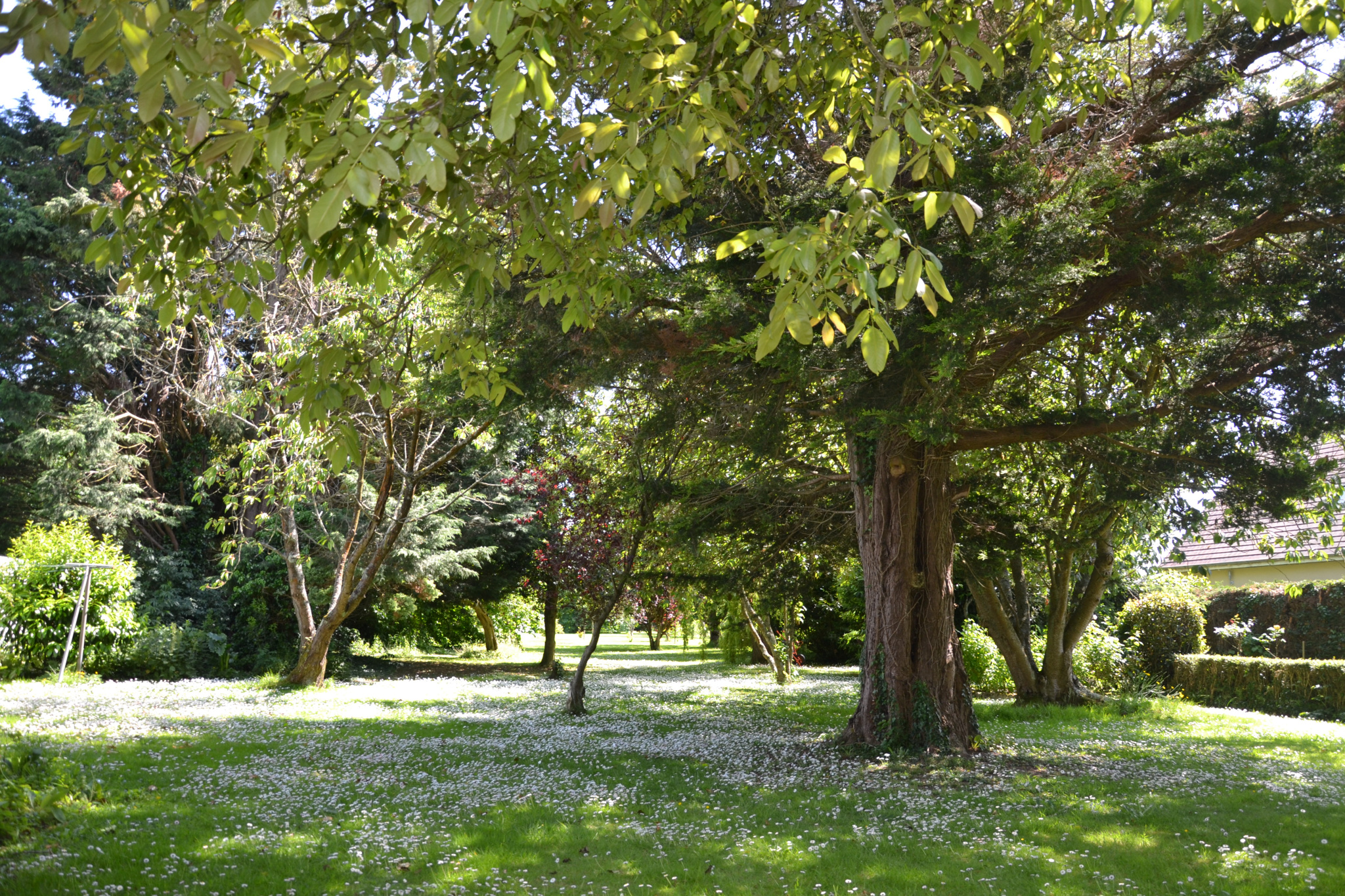 Image_, Maison, Veulettes-sur-Mer, ref :1316fr