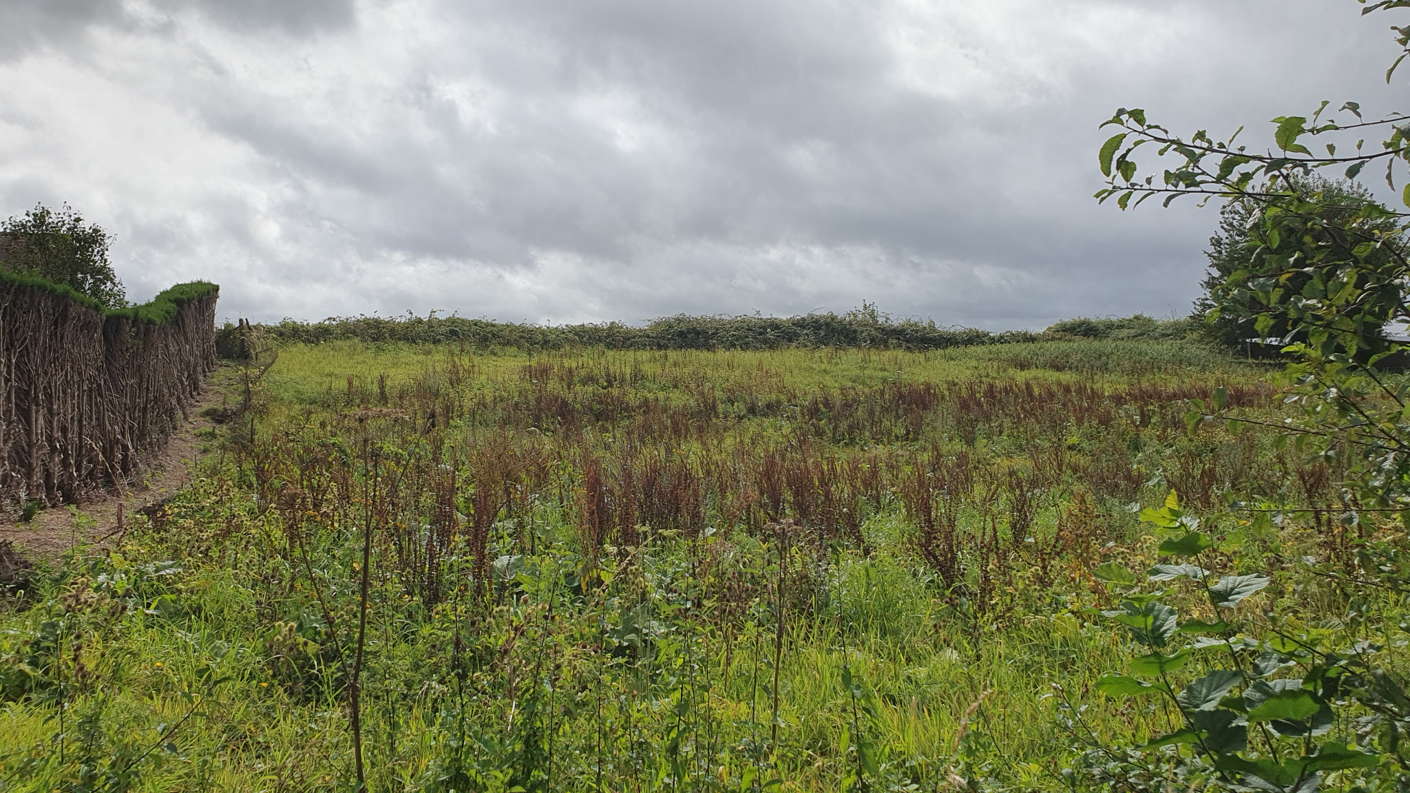 Image_, Terrain, Vieux-Manoir, ref :1335/SR