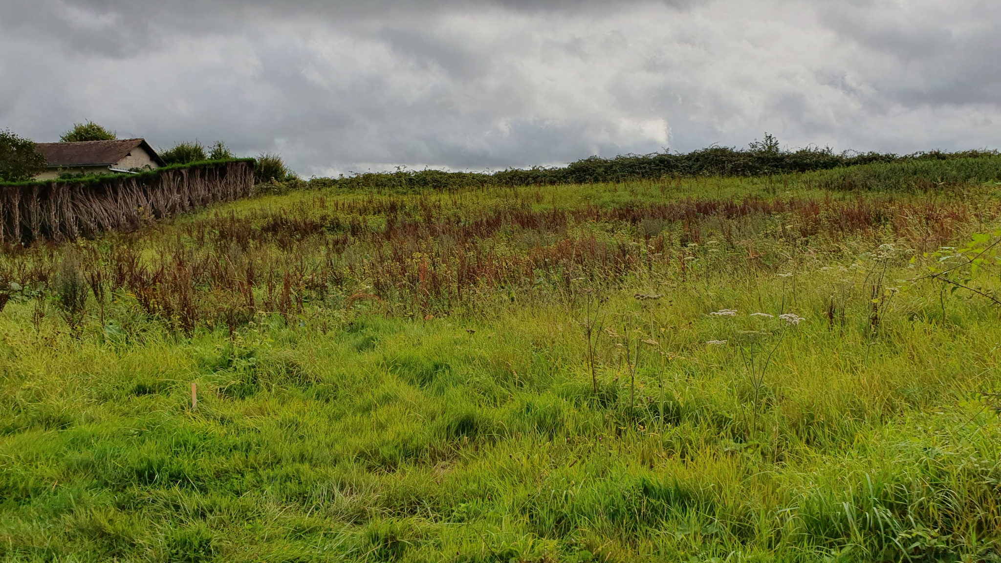 Image_, Terrain, Vieux-Manoir, ref :1334/SR