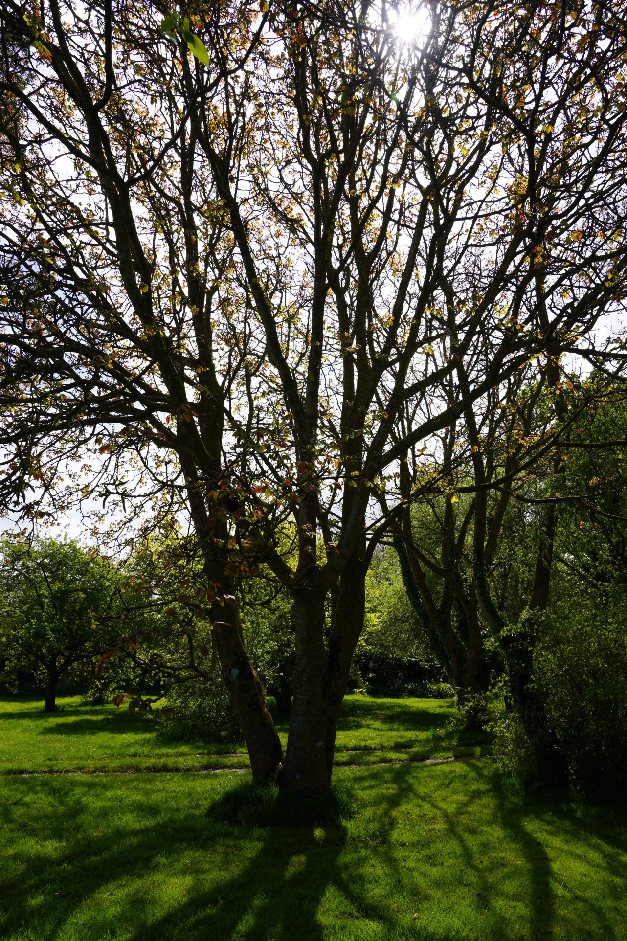 Image_, Maison, Saint-Valery-en-Caux, ref :1390FR