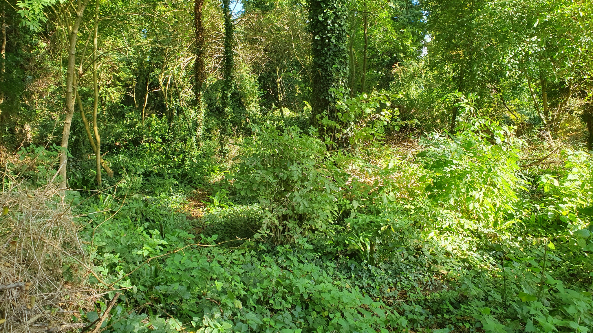 Image_, Terrain à batir, Torcy-le-Petit, ref :1322/SR